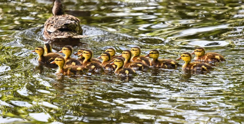 duckling-3451729_1280